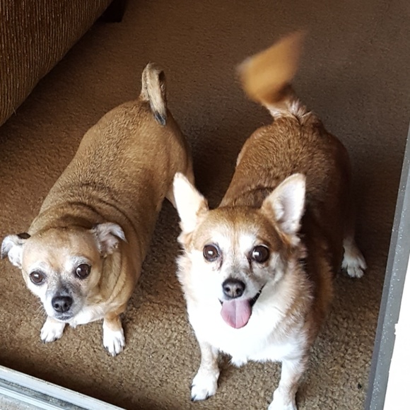 These are my fur babies, PRINCESS & ROSA - Picture 8 of 8